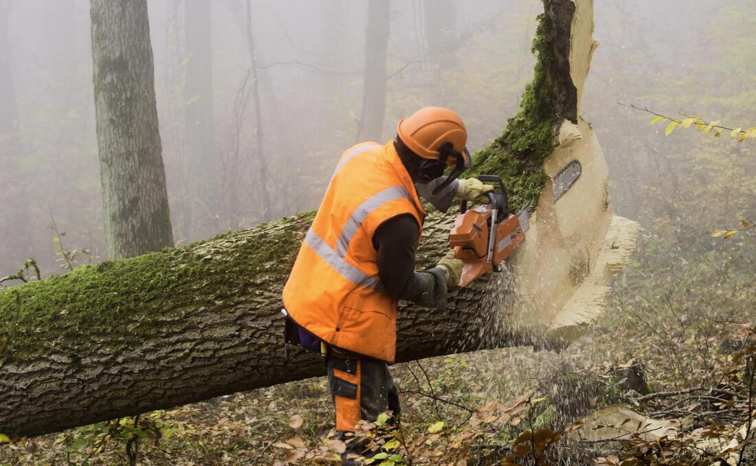 man cutting the big tree branch